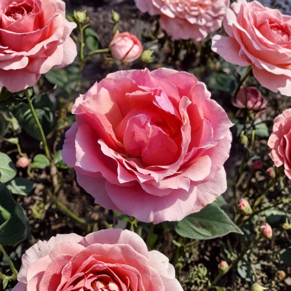 Princesse de Monaco Grandiflora Rose Live Plant – 1 Gallon Pink & White Blooming Rose Bush, Repeat Flowering Garden & Landscape Favorite