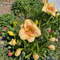 Daylily Bare Root Plants – Summer Blush Hemerocallis, Hardy Perennial Flower, Pollinator Friendly, Garden Border, Easy to Grow, 3 Plants