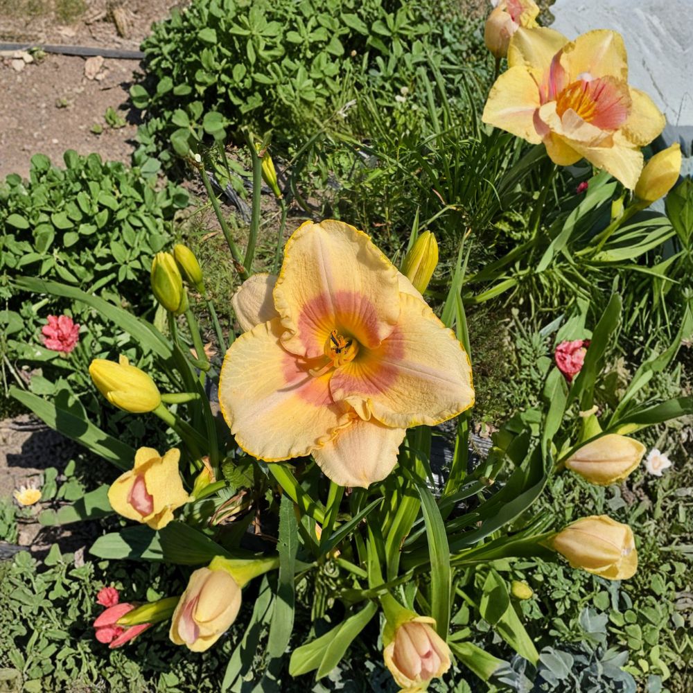 Daylily Bare Root Plants – Summer Blush Hemerocallis, Hardy Perennial Flower, Pollinator Friendly, Garden Border, Easy to Grow, 3 Plants