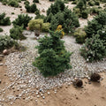 Dwarf Macedonian Fir Live Plant | Abies borris-regis 'JK Greece' | Compact Evergreen Conifer for Rock Gardens & Landscapes