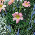 Daylily Bare Root Plants – Bama Music Variety – Hardy Perennial Flower – Hemerocallis