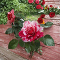 Scentimental Floribunda Rose Live Plant – 5 Gallon Red & White Striped Double Blooms Fragrant Garden Rose | Repeat Blooming Rosaceae