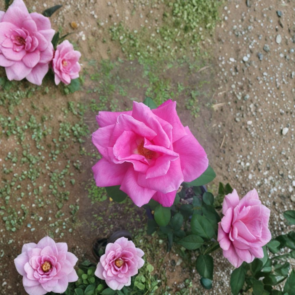 Perfume Delight Hybrid Tea Rose – Live Pink Rose Bush 2 Gallon, Fragrant Garden Flower, Rosa 'Perfume Delight'