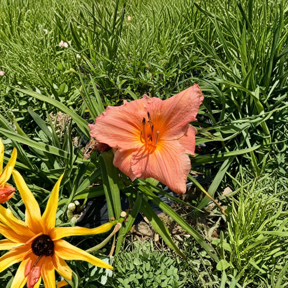 Daylily Bare Root Plants – Frank Gladney, Hardy Perennial Flower, Pollinator-Friendly, Hemerocallis