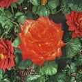 Charisma Floribunda Rose Plant – 2 Gallon Live Bush with Red, Orange, Yellow Blooms – Garden Rose, Flowering Shrub, Full Sun