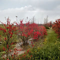 Ilex verticillata Maryland Beauty Female Winterberry Shrub 1-Gallon with Bright Red Berries