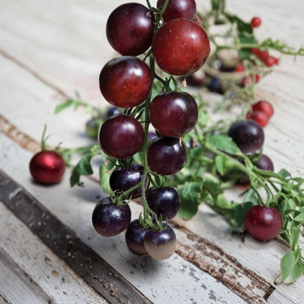 Indigo Rose Tomato Seeds – Organic Non-GMO Heirloom Deep Purple Anthocyanin-Rich Variety for Garden & Container Growing