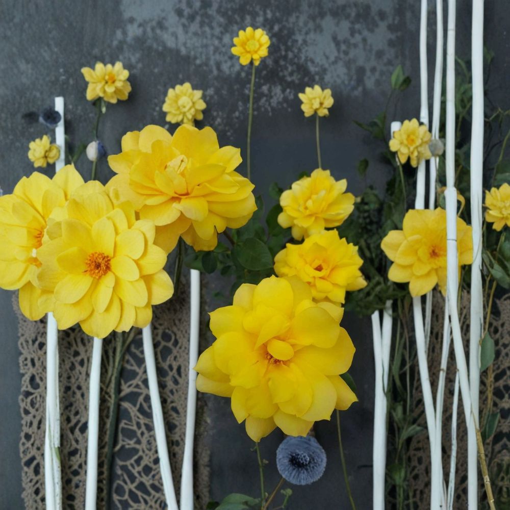 Gold Glow Hybrid Tea Rose Live Plant – Bright Yellow Fragrant Garden Rose Bush, 2 Gallon, Repeat Blooming, Rooted Rose Plant