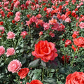 Ring of Fire Hybrid Tea Rose Plant – 1 Gallon, Vibrant Red Orange Yellow Blooms, Garden Rose, Landscape Favorite, Rosa hybrid