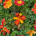 Hemerocallis 'Frans Hals' Daylily Bare Root Plants – Bicolor Perennial Flower, Hardy Garden Favorite, Easy to Grow, Pollinator Friendly