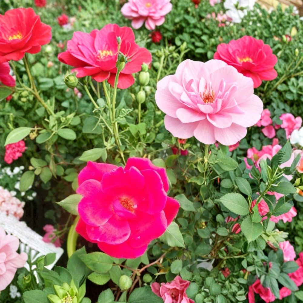 Red Knock Out® Rose Bush Live Plant – 3 Gallon Cherry Red EarthKind® Shrub Rose, Disease Resistant, Repeat Bloomer, Easy Care Landscape Rose