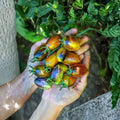 Organic Brad's Atomic Grape Tomato Seeds – Multi-Colored, Anthocyanin-Rich, Solanum lycopersicum, Container & Garden Friendly