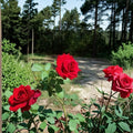 Climbing Rose Plant Don Juan Red Fragrant Blooms 5-Gallon Live Climber for Trellis Garden Wall Rosa 'Don Juan'