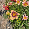 Hemerocallis 'Moon Music' Daylily – 3 Bare Root Perennial Plants, Hardy Flowering Plant, Pollinator Friendly, Easy to Grow