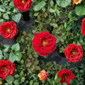 Mr. Lincoln Rose – Hybrid Tea Live Plant, Deep Red Fragrant Blooms, 2-Gallon Garden Shrub, Rosa 'Mr. Lincoln'