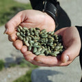Organic Mbombo Heirloom Bean Seeds – Kenyan Green Pole Beans for Trellis Gardens, Drought Tolerant, Phaseolus vulgaris