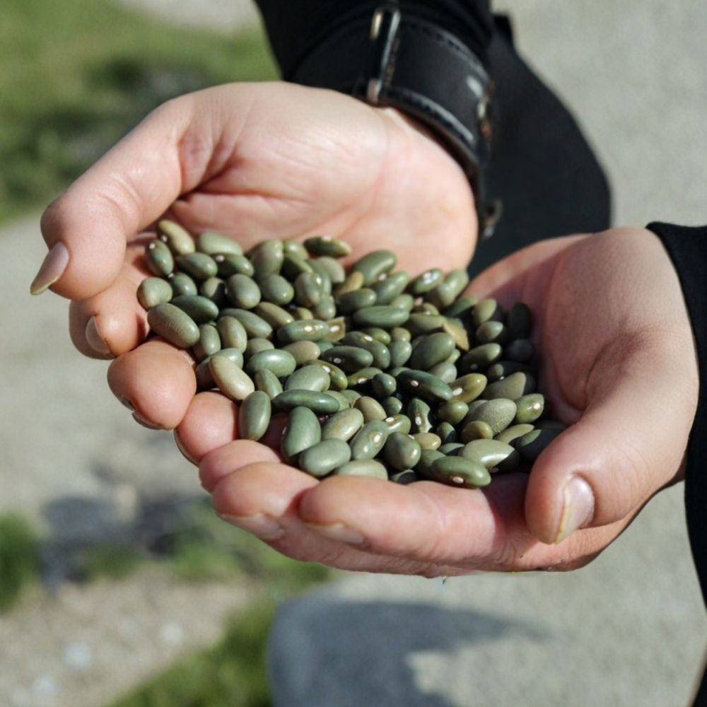 Organic Mbombo Heirloom Bean Seeds – Kenyan Green Pole Beans for Trellis Gardens, Drought Tolerant, Phaseolus vulgaris