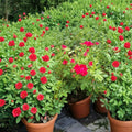 Red Drift Rose Live Plant – 3 Gallon Groundcover Rose Bush, Compact, Disease Resistant, Bright Red Blooms, Rosa 'Red Drift' for Landscape & Containers