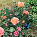 Vibrant Orange Grandiflora Rose Bush – Live 2-Gallon Rosa 'New Year' for Garden, Landscape & Cut Flowers