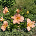Hemerocallis Pewter Pink Daylily Bare Root Plants – Pink Perennial Flower, Hardy Garden Favorite, Pollinator Friendly, 3 Pack