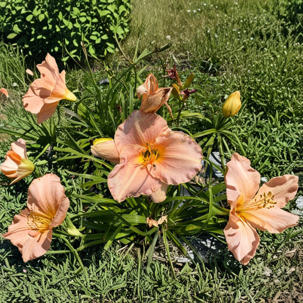 Hemerocallis Pewter Pink Daylily Bare Root Plants – Pink Perennial Flower, Hardy Garden Favorite, Pollinator Friendly, 3 Pack