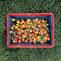 Giallorosso di Crispiano Tomato Seeds – Organic Italian Heirloom Keeper Tomato, Solanum lycopersicum, 50 Seeds