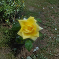 Oregold Grandiflora Rose Live Plant 1 Gallon – Golden Yellow Blooming Garden Rose Rosa | Repeat Flowering Shrub