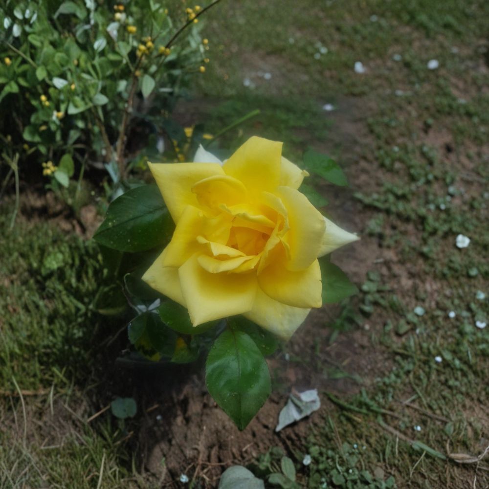 Oregold Grandiflora Rose Live Plant 1 Gallon – Golden Yellow Blooming Garden Rose Rosa | Repeat Flowering Shrub