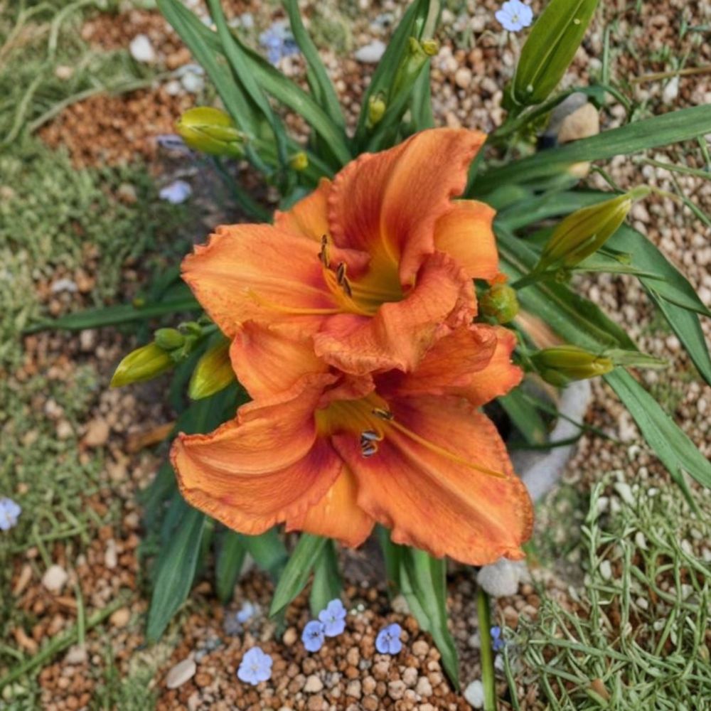 Daylily Bare Root Plants – Leebea Orange Crush, Vibrant Orange Perennial Flower, Hemerocallis, Hardy Herbaceous
