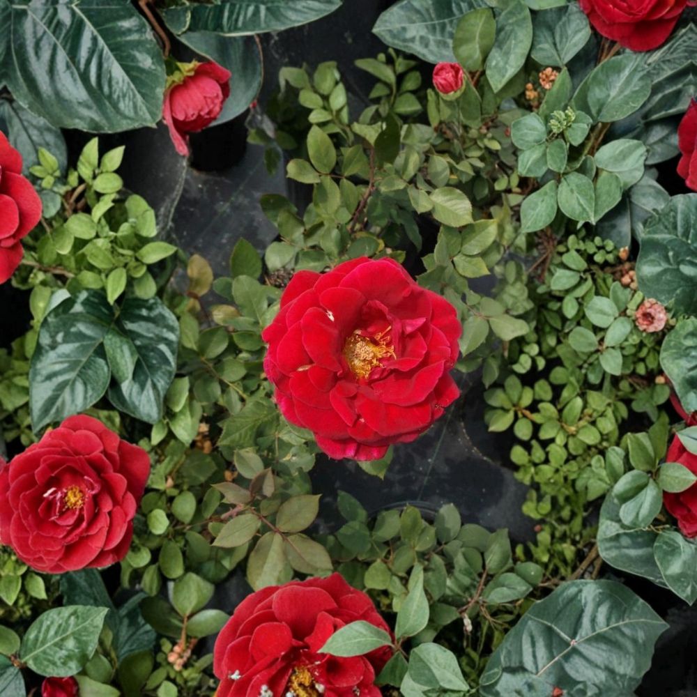 Mr. Lincoln Hybrid Tea Rose Live Plant – 5 Gallon Deep Red Fragrant Rose Bush with Large Blooms Rosa 'Mr. Lincoln'