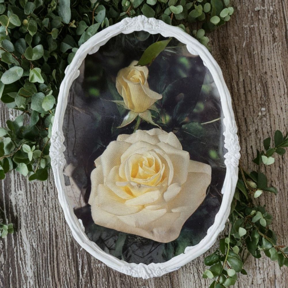 John F. Kennedy Hybrid Tea Rose Live Plant 3-Gallon White Blooming Shrub Garden Rose for Cut Flowers and Landscaping