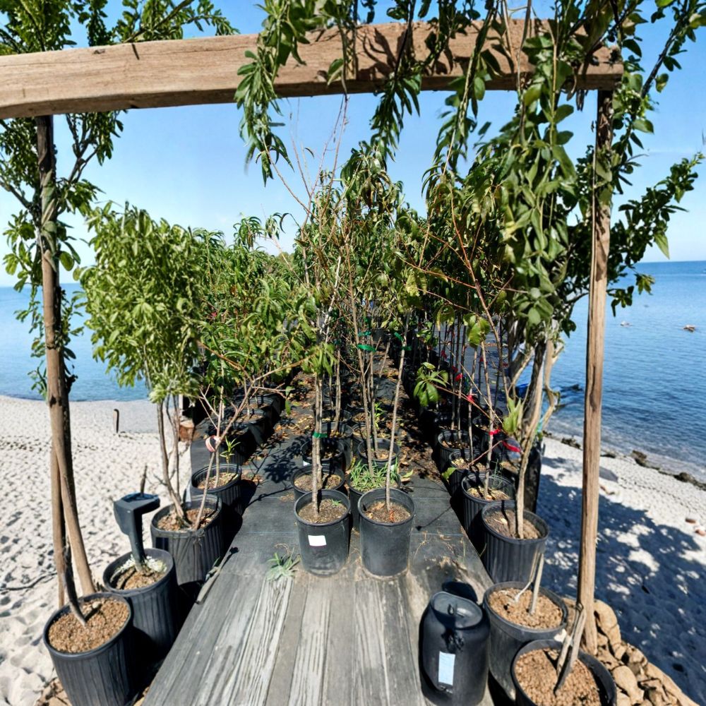 Flavor Rich Peach Tree – 4–6 Ft Self-Pollinating Freestone Peach Tree Prunus persica for Backyard Orchard and Garden