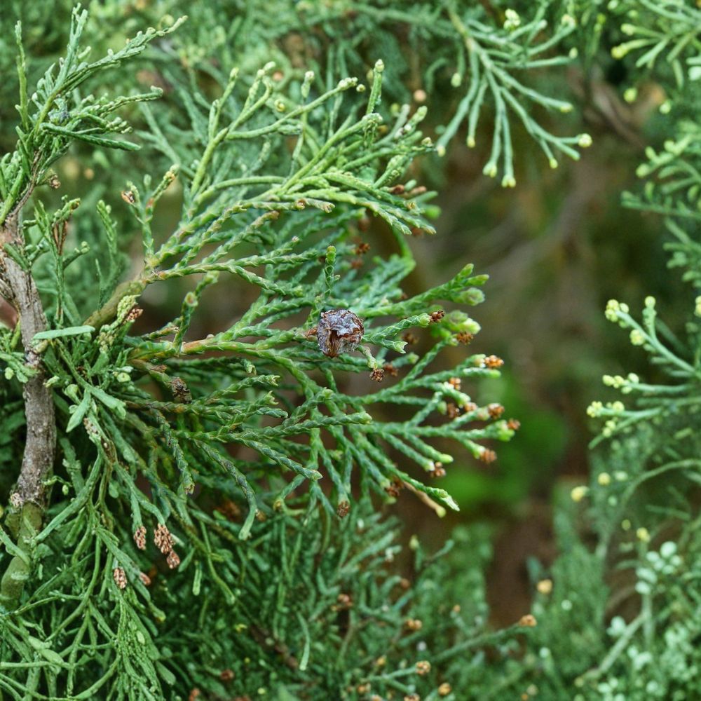 Little Jamie Atlantic White Cedar Live Dwarf Evergreen 1 Gallon Pot Chamaecyparis thyoides Compact Conifer for Landscape