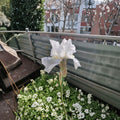 Iris 'Avanelle' Bearded Rhizomes 3 Pack White Blooms Deep Yellow Beard Perennial Flower