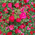 Double Knock Out® Rose Live Plant | 5 Gallon | Double Red Flowering Shrub | Disease-Resistant Landscape Rose Rosa hybrida