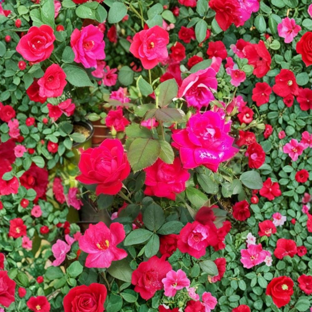 Double Knock Out® Rose Live Plant | 5 Gallon | Double Red Flowering Shrub | Disease-Resistant Landscape Rose Rosa hybrida
