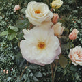 Iceberg Floribunda Rose Live Plant – 1 Gallon White Rosa hybrida for Garden & Landscape, Easy to Grow