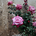 Paradise Hybrid Tea Rose Live Plant | 3 Gallon Lavender Pink & Magenta Blooms | Fragrant Garden Rose Rosa hybrid