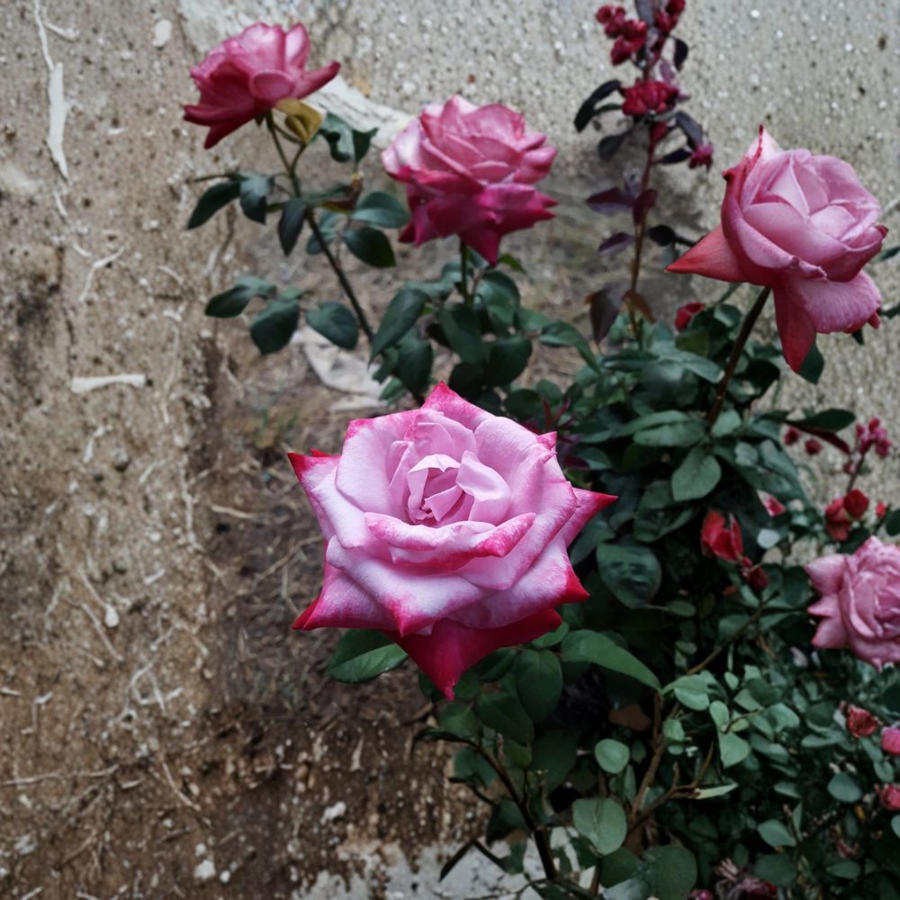 Paradise Hybrid Tea Rose Live Plant | 3 Gallon Lavender Pink & Magenta Blooms | Fragrant Garden Rose Rosa hybrid