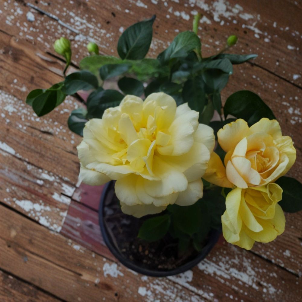Sunsprite Floribunda Rose Live Plant – 2 Gallon Deep Yellow Flowering Bush Rosa hybrida for Garden & Landscape