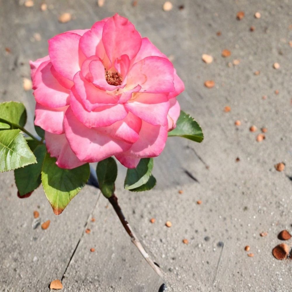 Nichole Floribunda Rose Live Plant 3 Gallon White Pink Everblooming Rosa hybrida Garden Shrub