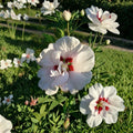Double Flower White Rose of Sharon Live Plant, 3 Gallon Hibiscus syriacus Shrub for Garden & Landscape