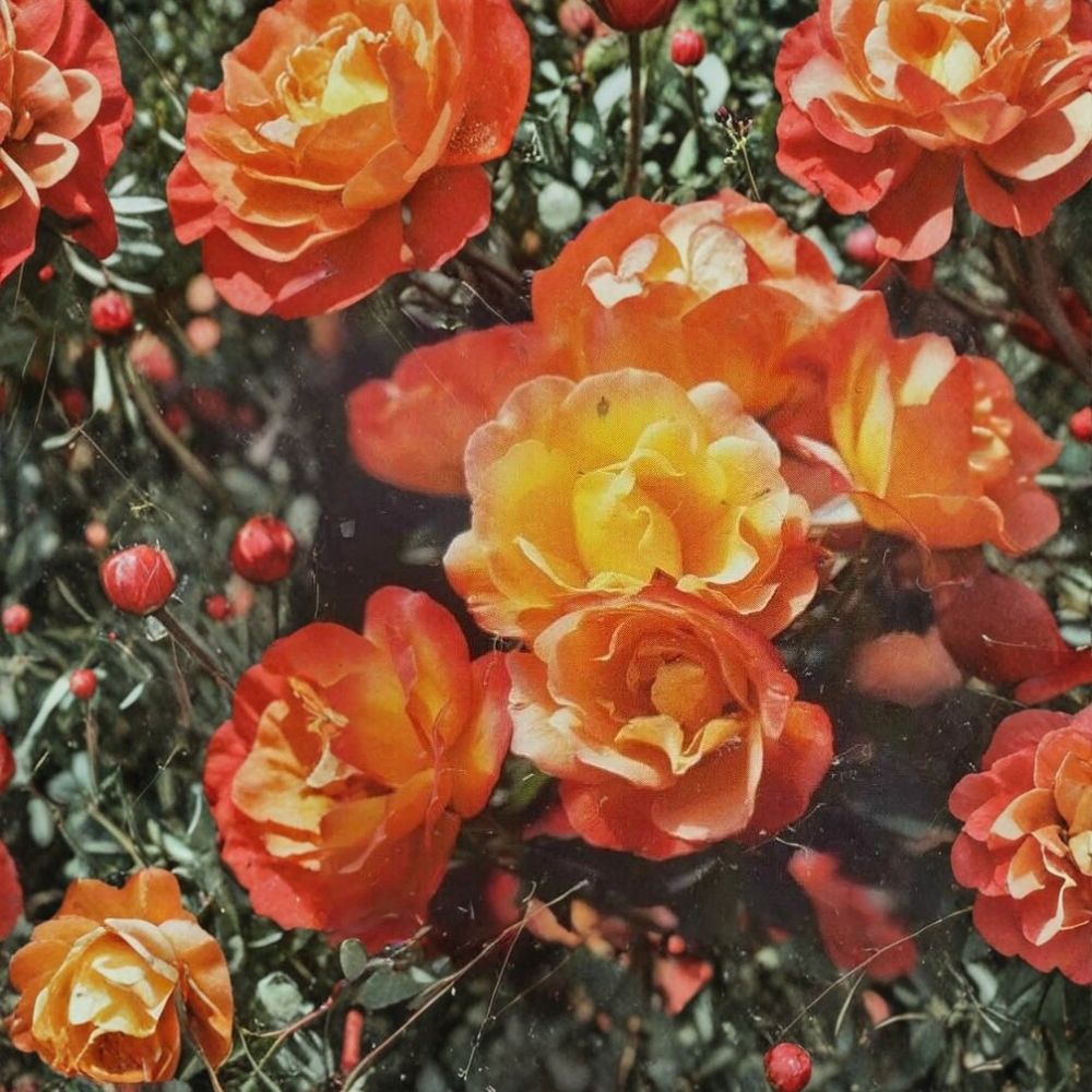 Climbing Rose Plant 1 Gallon Piñata Rosa 'Piñata' Vibrant Yellow and Vermilion Blooms for Trellis Garden