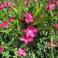 Pink Oleander Live Plant 1 Gallon – Pink Flowering Evergreen Shrub Nerium oleander for Landscape, Hedges, Privacy