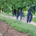 Pinot Noir Grape Vine – 3 Gallon Live Plant, Self-Fertile Vitis vinifera, Wine Grape for Vineyard & Garden