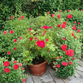 Red Drift® Rose Live Plant – 5 Gallon Groundcover Rose Bush with Red Blooms, Disease Resistance, Easy to Grow Rosa hybrida