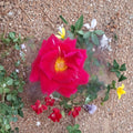 Mr. Lincoln Hybrid Tea Rose Live Plant – 3 Gallon Deep Red Fragrant Rose Bush Rosa hybrida Garden & Landscape