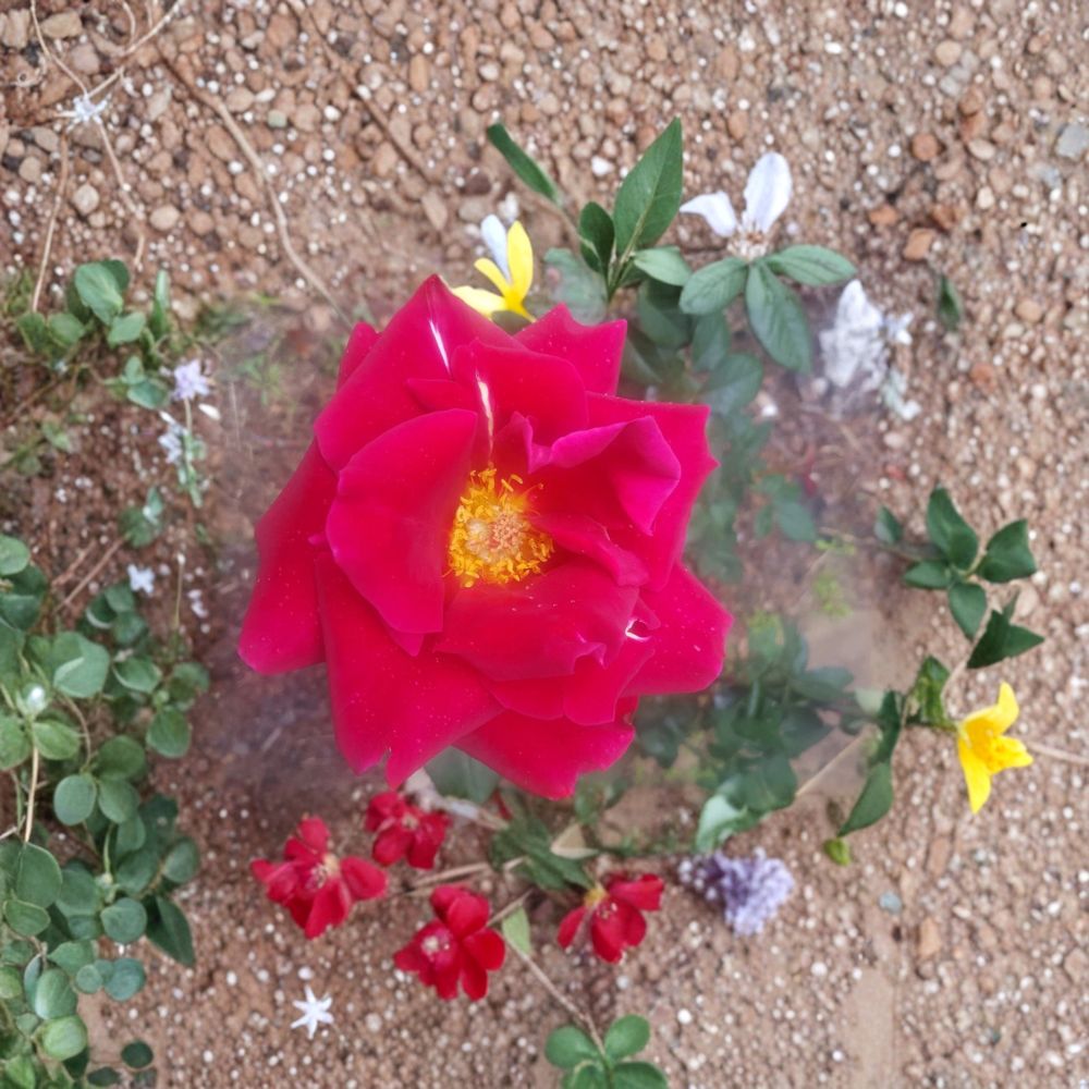 Mr. Lincoln Hybrid Tea Rose Live Plant – 3 Gallon Deep Red Fragrant Rose Bush Rosa hybrida Garden & Landscape