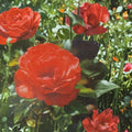 Impatiens Floribunda Rose Plant – 2 Gallon Bush with Orange-Red Flowers, Easy to Grow, Landscape & Garden Rosa 'Impatient'