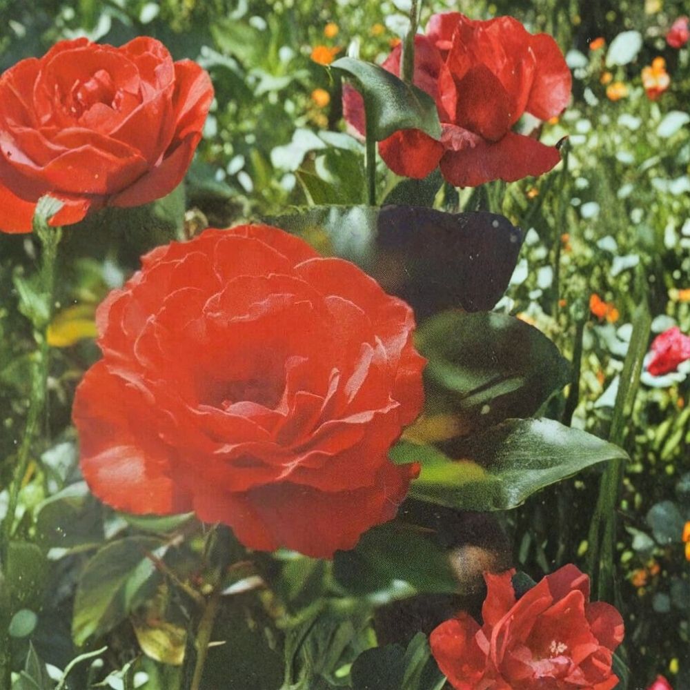 Impatiens Floribunda Rose Plant – 2 Gallon Bush with Orange-Red Flowers, Easy to Grow, Landscape & Garden Rosa 'Impatient'